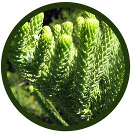 Pino De La Isla De Norfolk