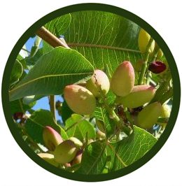Pistacho