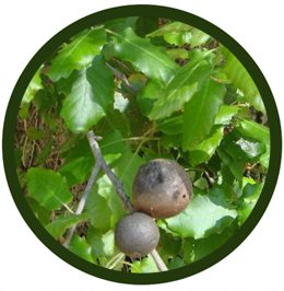 Quejigo