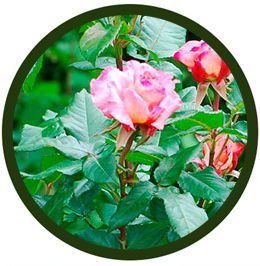 Rosal