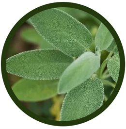 Salvia