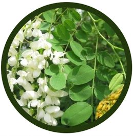 Sophora