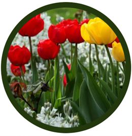 Tulipán