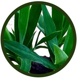 Yuca