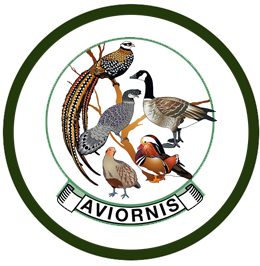 Aviornis