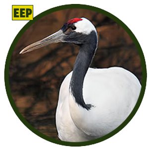 Grulla de Manchuria