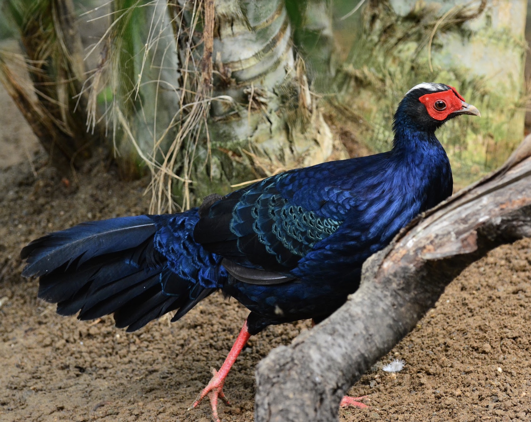A fauna species conserved at Zoo Koki