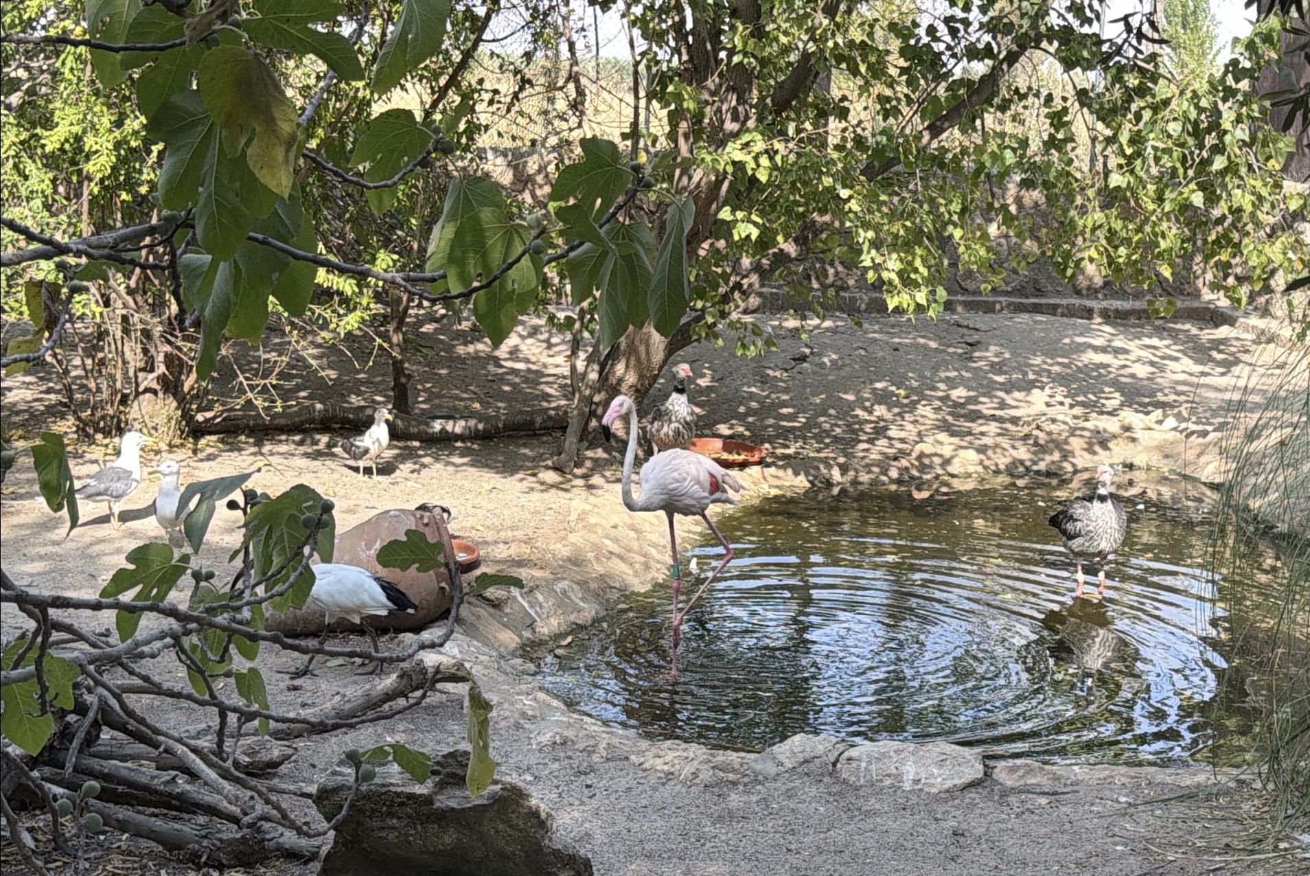 Waterfowl on the lake at Zoo Koki