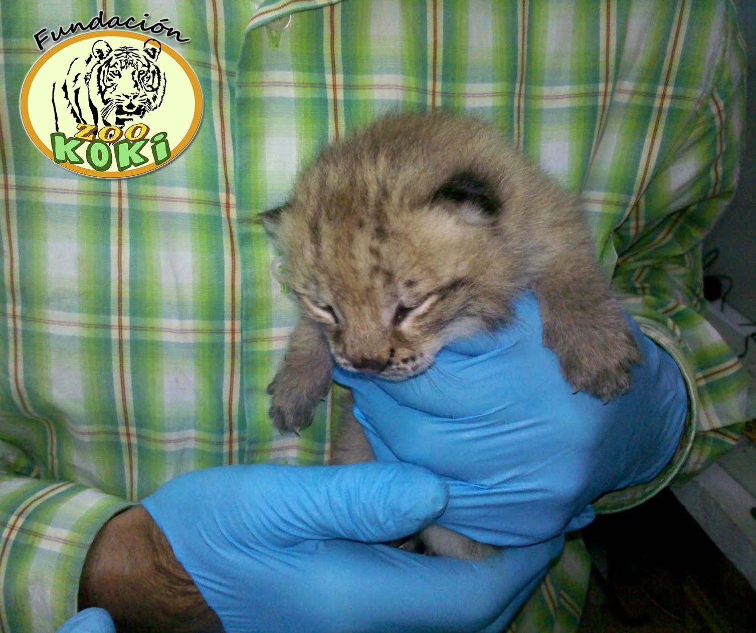 Nacimiento de lince europeo en Zoo Koki