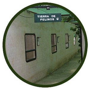 Tierra de felinos
