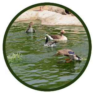 Los lagos