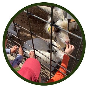 Mini zoo
