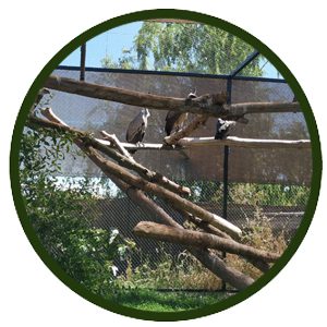 Señores del aire