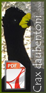 Pavón piquiamarillo