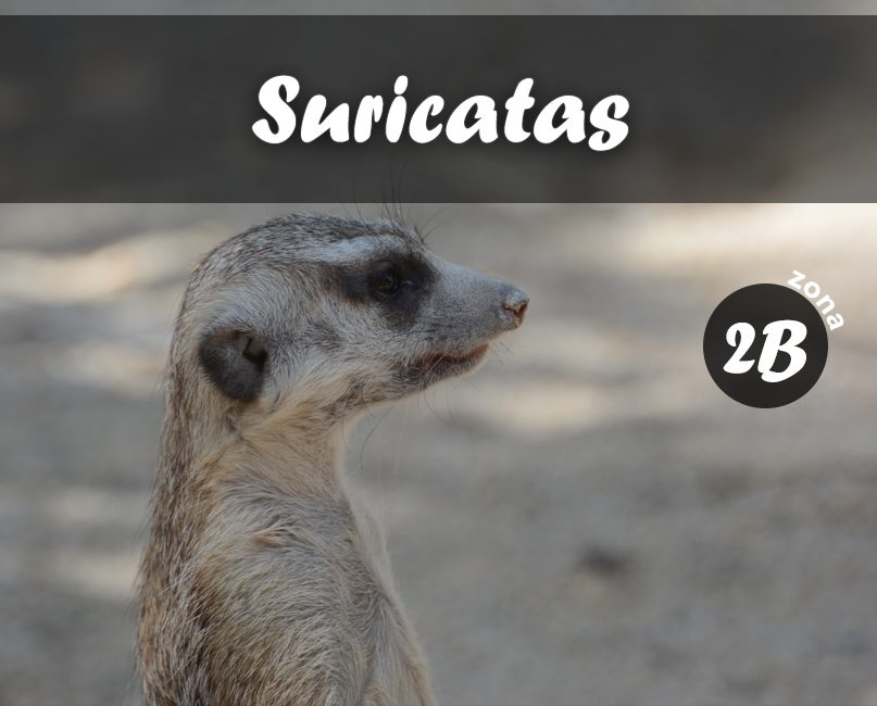 Suricatas en Zoo Koki