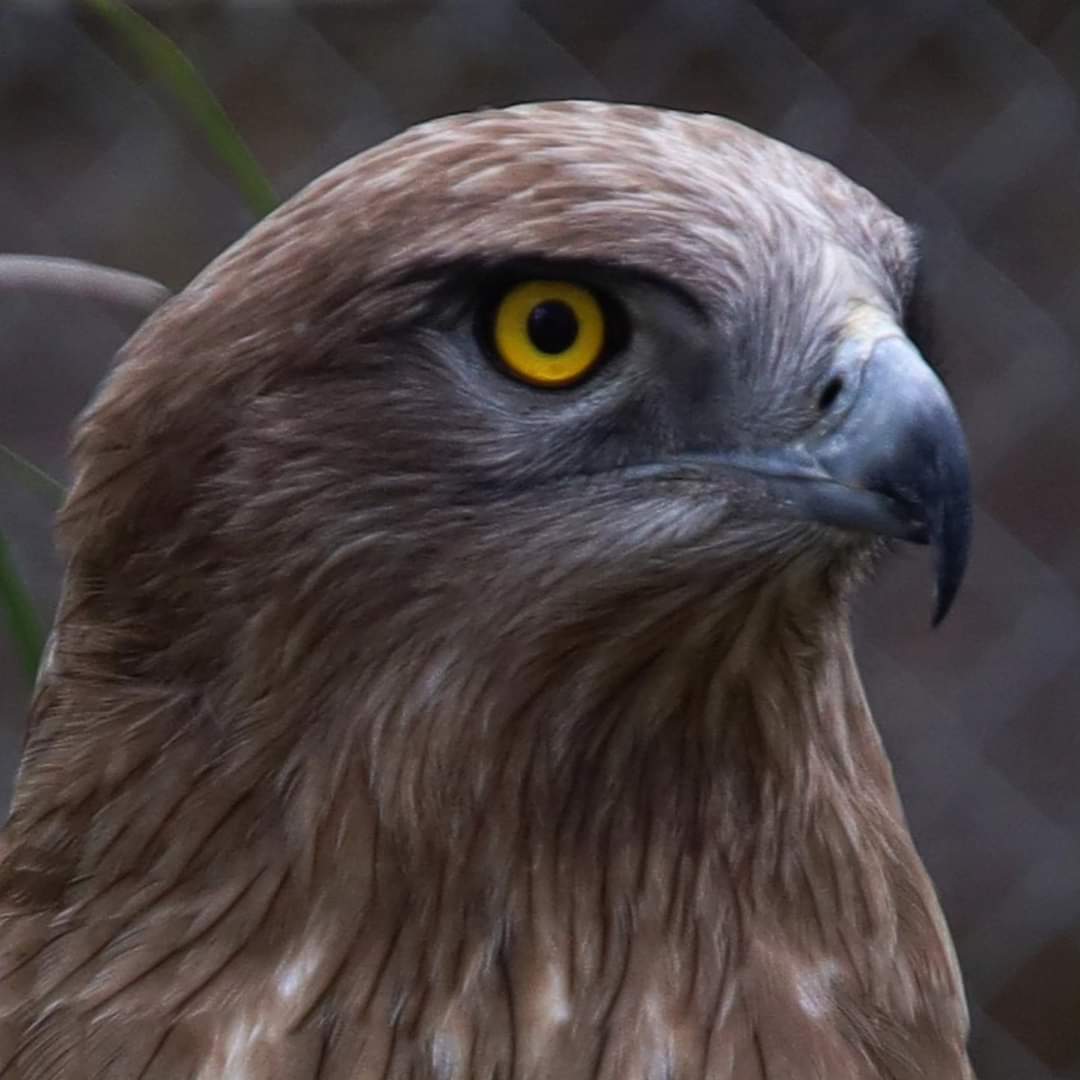 Señores del aire en Zoo Koki
