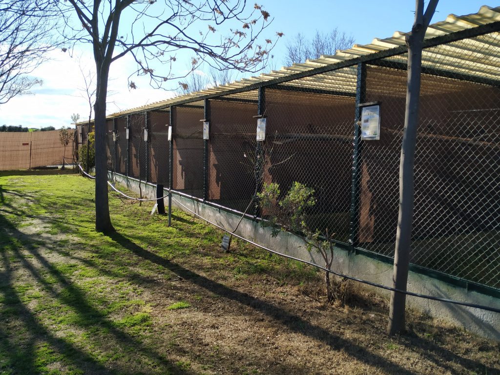 Faisanes y similares
