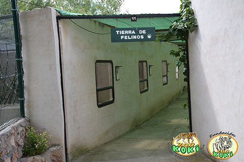 Tierra de felinos