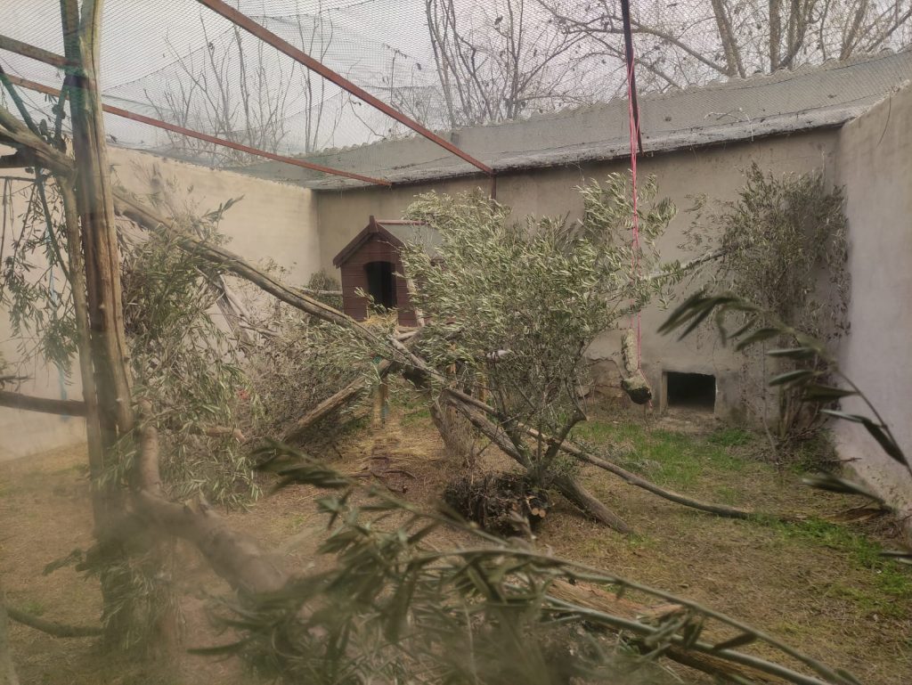 Tierra de felinos