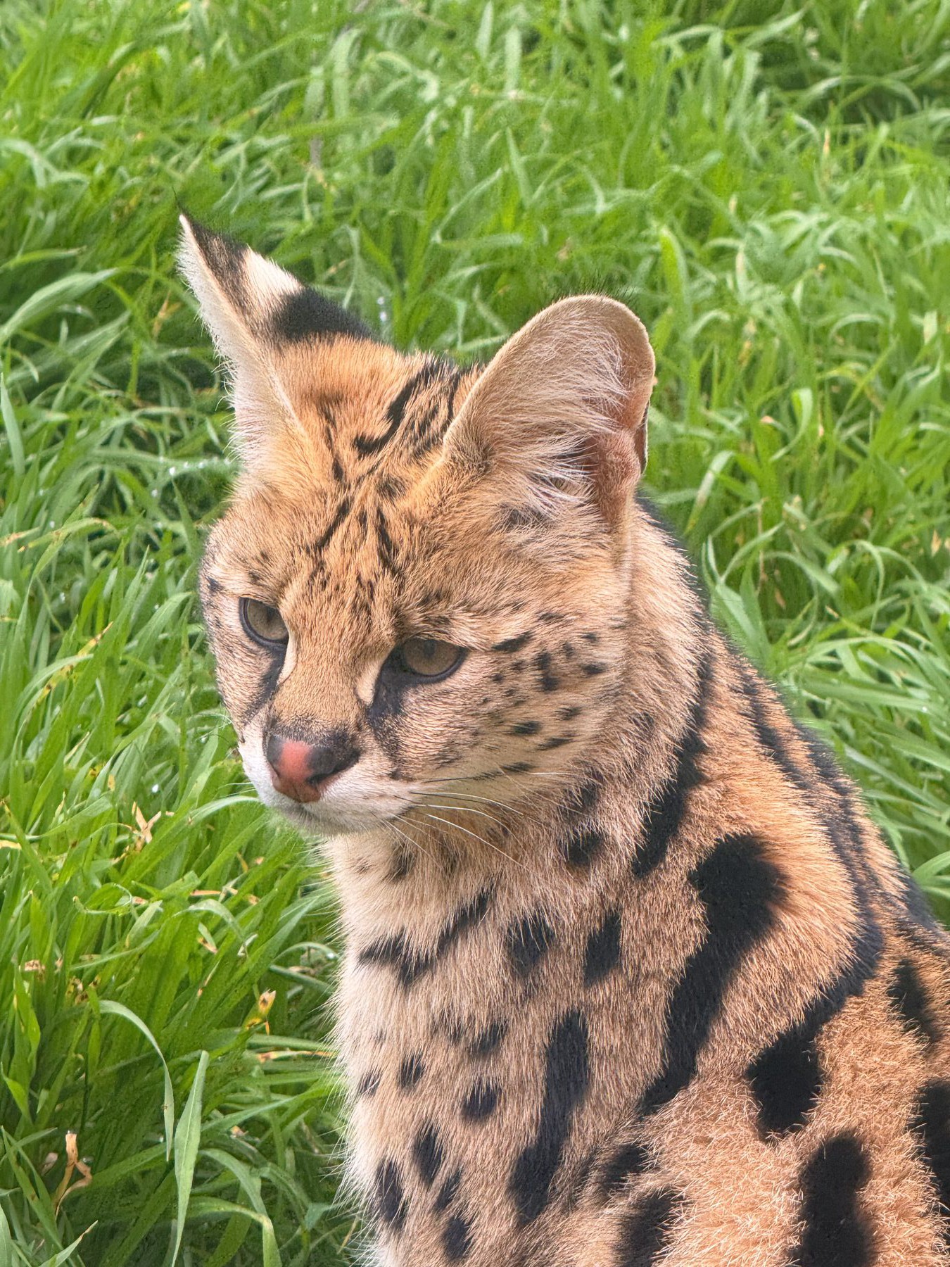 Tierra de Felinos en Zoo Koki