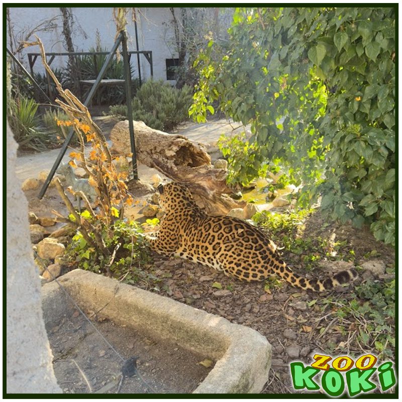 Senda del Jaguar
