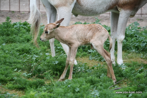 Hembra de Orix de cuernos de cimitarra (Oryx dammah) 